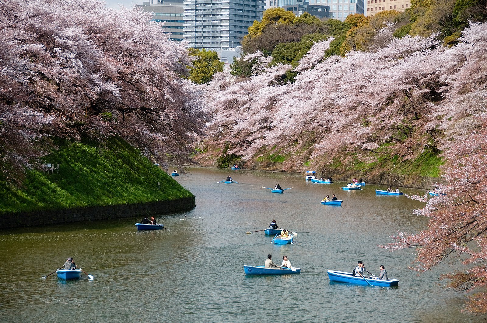 How to take a boat ride among the sakura cherry blossom in Tokyo