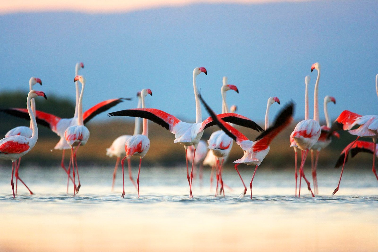 How to see the pink flamingos on Sardinia