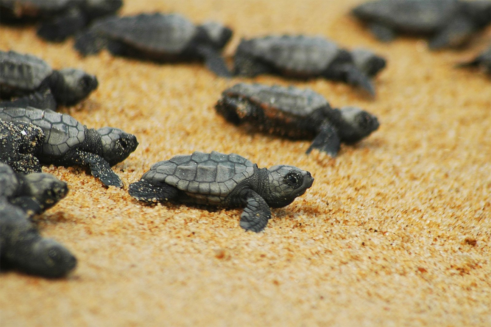 How to see the birth of turtles Caretta-Caretta on Crete