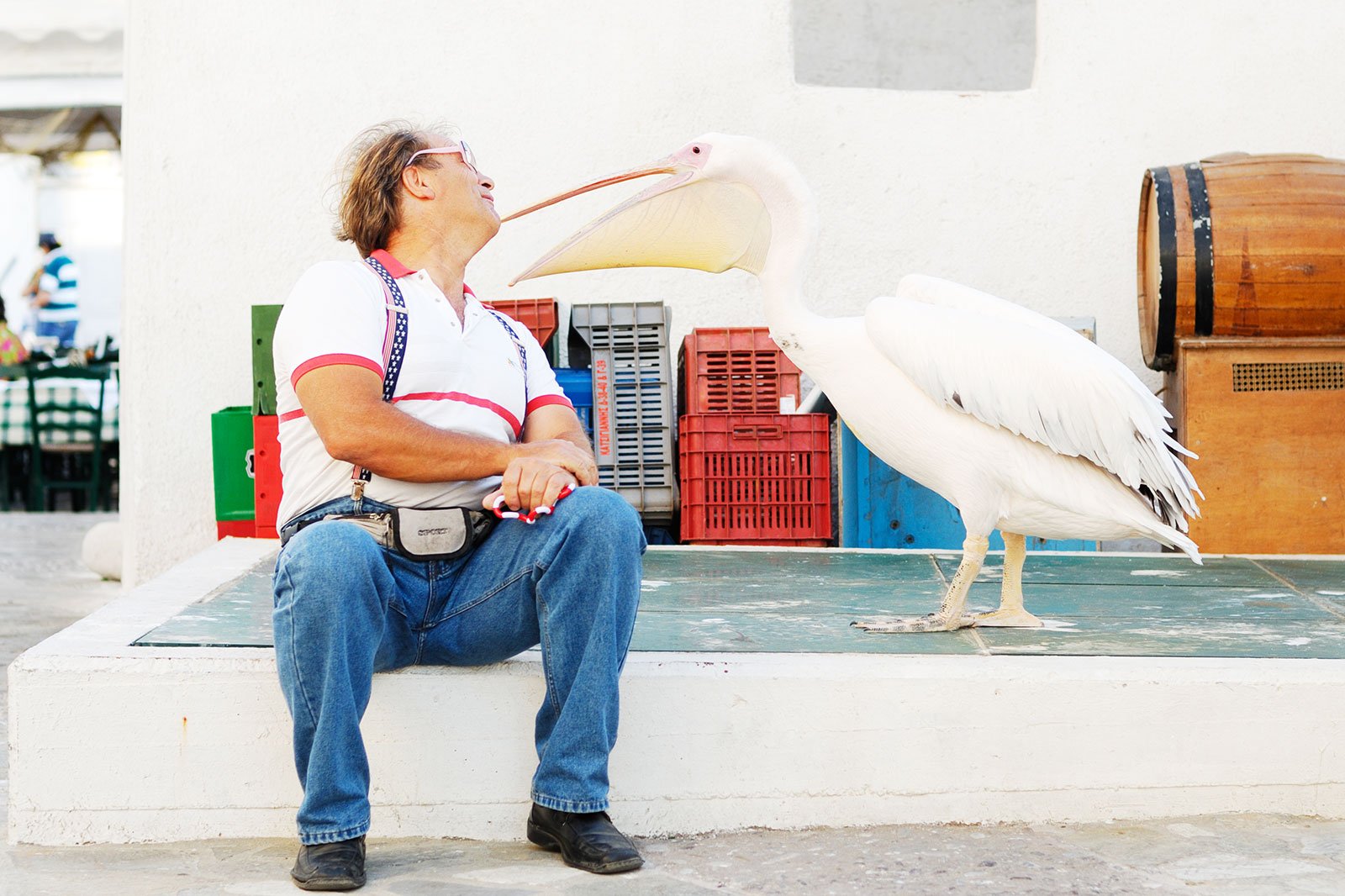How to feed pink pelicans on Mykonos