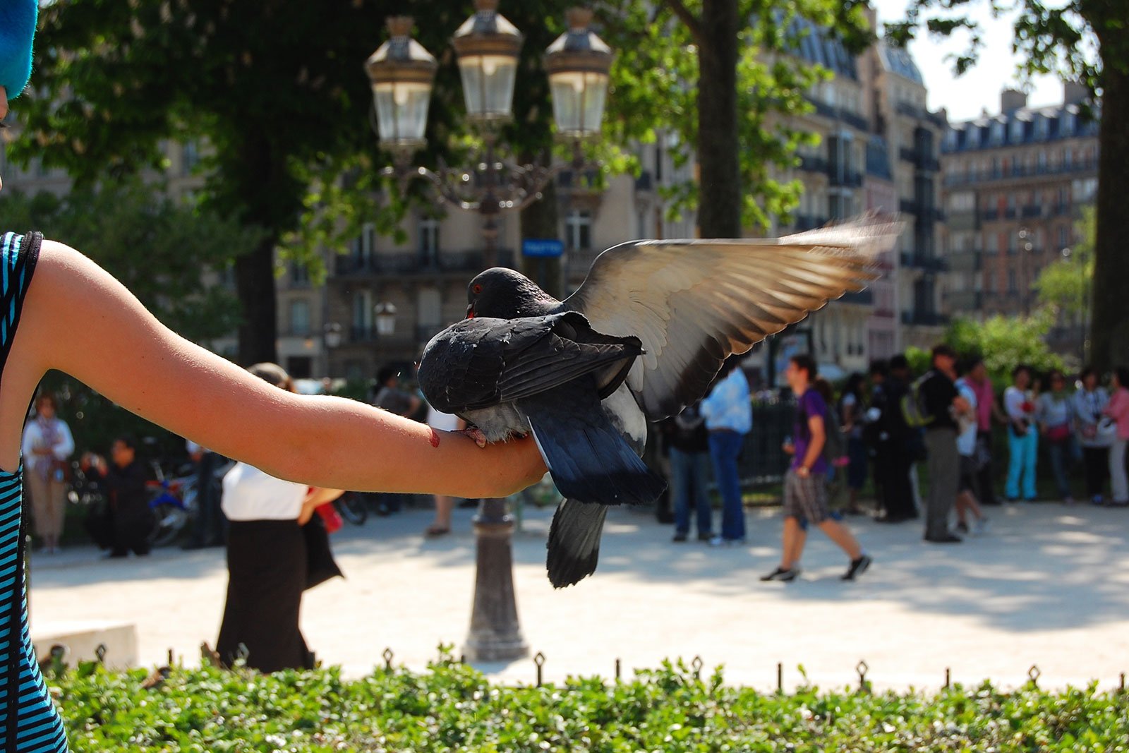How to feed the pigeons in Paris