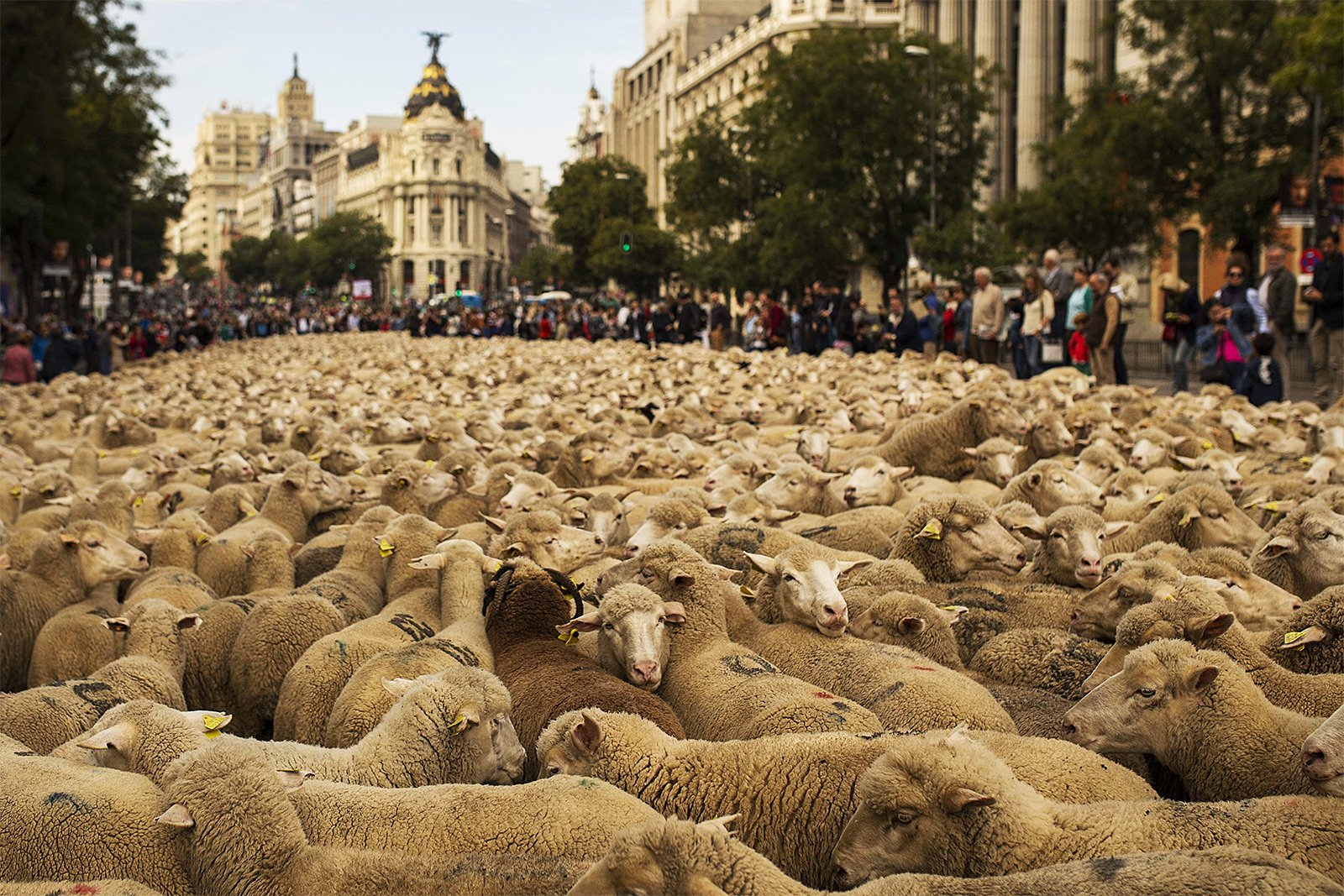 How to see the procession of sheep through the city in Madrid