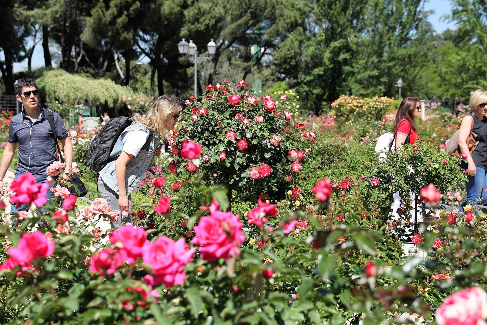 How to walk through the rose garden in the city park in Madrid
