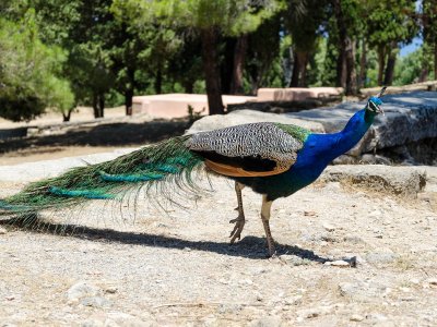 See peacocks on Rhodes
