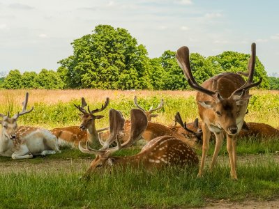 Feed a fawn in Richmond Park in London