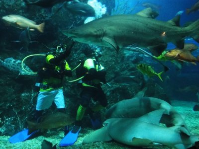 Diving with grey nurse sharks in Bangkok