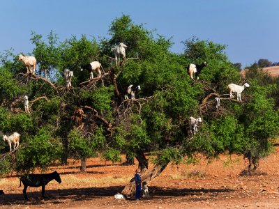 See goats grazing on trees in Marrakesh