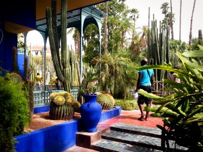 Visit magnificent Majorelle botanic garden in Marrakesh