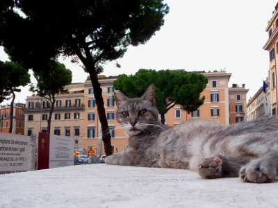 Become a cat caregiver in Rome