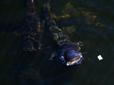 Feed giant catfish in Chernobyl