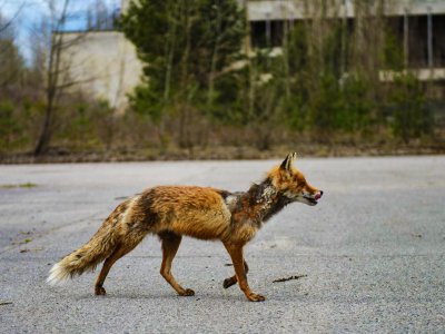 See animals living in the ghost town in Chernobyl