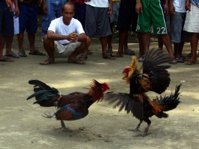 See cockfights in Phuket