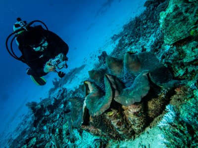 Find a tridacna in Phuket