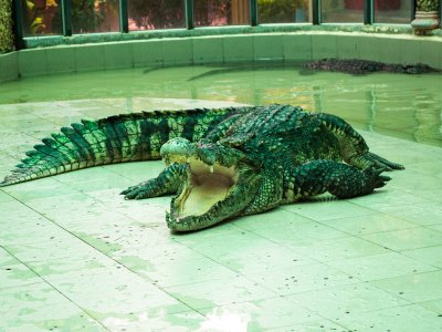Drag a crocodile by its tail in Phuket