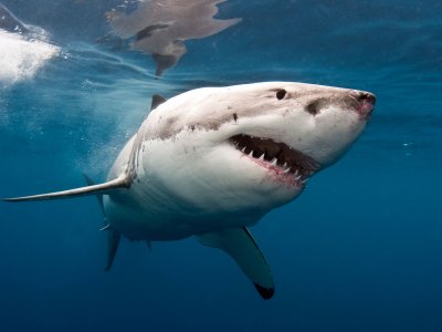 Go white shark diving in Cape Town
