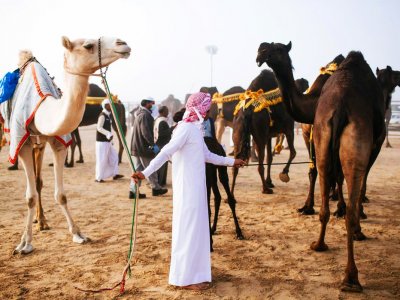 Watch camel beauty contest in Abu Dhabi
