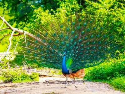 See a peacock in Kataragama