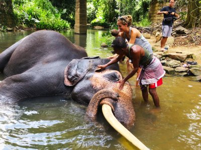 Give a wash to an elephant in Kandy