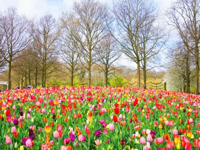 See the flowering of tulips in Keukenhof Park in Amsterdam