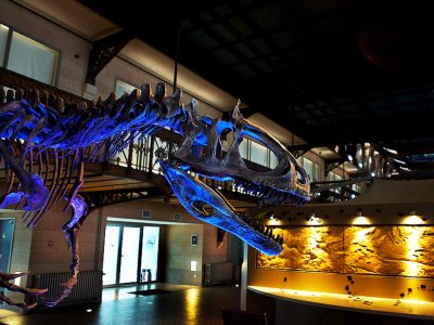 See the biggest in Europe dinosaur skeletons collection in Brussels