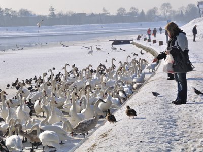 Feed swans on the bank of the Vistula in Krakow