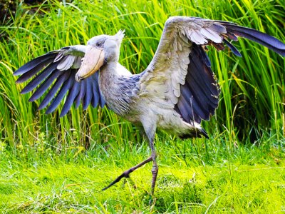 See a shoebill in Tokyo