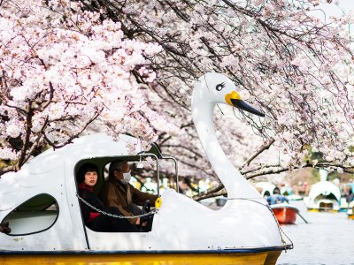 Ride a swan boat in Tokyo