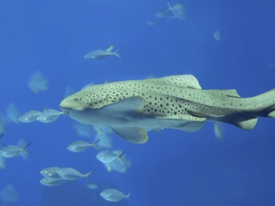 Swim with the leopard catsharks in Phuket