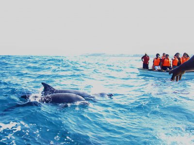 Swim with dolphins on Zanzibar