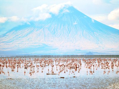 See millions of flamingos in Arusha