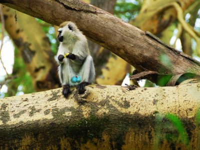 See blue-balled monkeys in Arusha