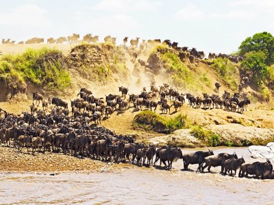See the Great African Migration in Arusha