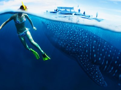 Snorkle with whale sharks on Zanzibar