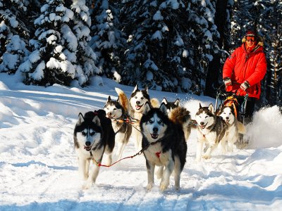 Take a husky-drawn ride in Rovaniemi