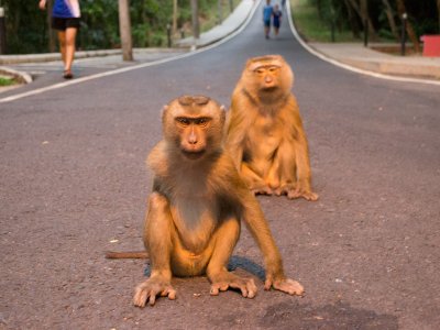 Feed wild monkeys in Phuket