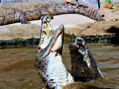See crocodile feeding in Port Louis