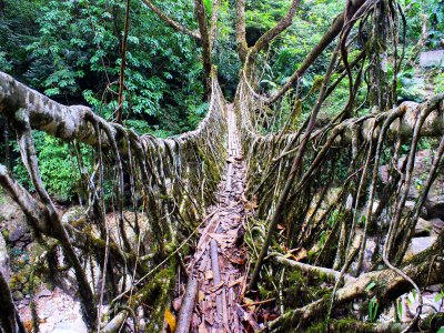 Cross a root bridge in Shillong