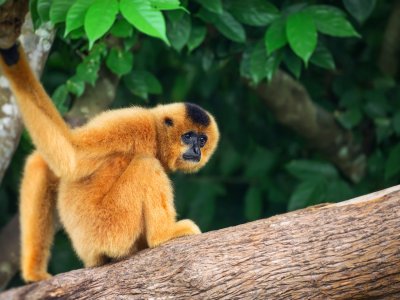 Look After Gibbons in Phuket