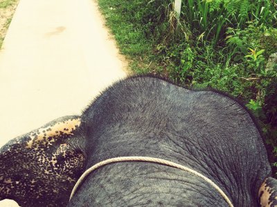 Go for elephant trekking on Koh Samui