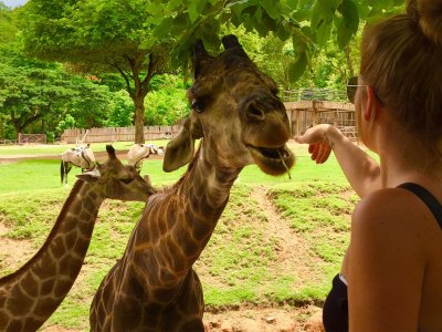 Feed a Giraffe in Pattaya