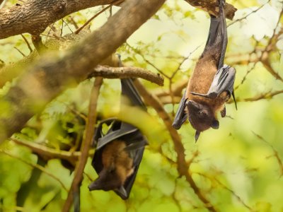 Feed the Megabat in Phuket