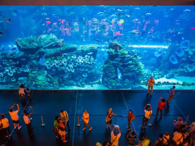 See the aquarium with the world’s largest glass area in Dubai