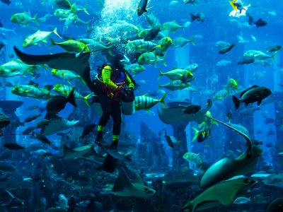 Dive with sharks in Dubai