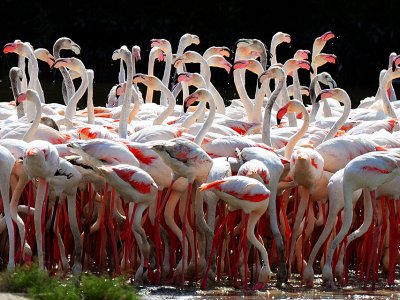Watch flamingos in Dubai