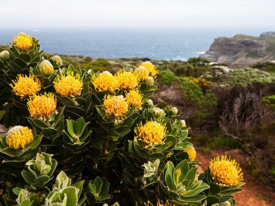 Find protea – the symbol of the RSA in Cape Town