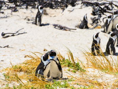 Meet penguins in Cape Town
