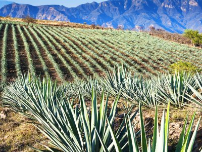Find out how they produce tequila in Guadalajara