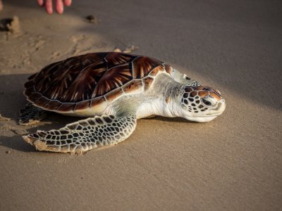 Watch the birth of the sea turtles in Phuket
