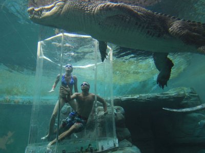 Dive in the Cage of Death  in Darwin