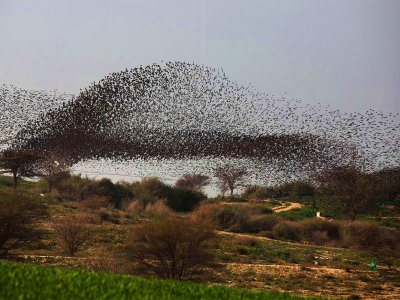 See starlings murmuration in Beersheba